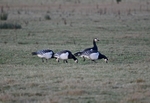 Barnacle Geese