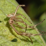 Moulted exoskeleteon shed by spider -  four-spot orb-weaver, (Araneus quadratus,)