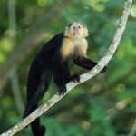 Capuchin monkey climbing up branch, Panama