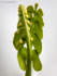 Moonwort