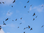 Red Kite