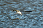 Black Tern (feeding)