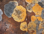 Lichens on Torridonian sandstone, Applecross