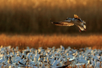 Snow Goose (juvenile), dawn landing, Bosque del Apache, New Mexico