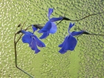 flower study