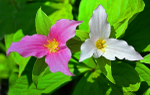 Pink & White Triliums