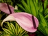 Mainly Floral 2024-6