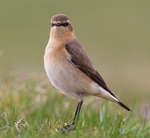 Northern Wheatear