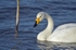 Whooper Swan