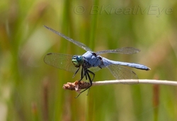 DF AnimalsCreatures 168