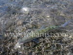 Bonefish Photo - Blending In.