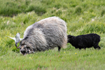 Arctic Tern (harassing grazing ewe)