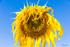 Sunflower aged 1