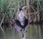 Cormorant