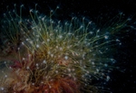 Tubularia indivisa