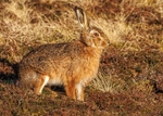Brown Hare