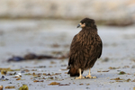 Striated Caracara standing upright, Carcass Settlement, Falklands