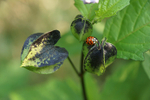 LadybirdNicandra2