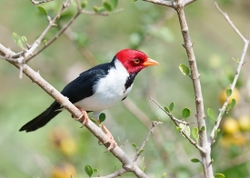 Cardinal 1