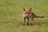 K Fox October