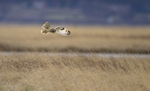 SHORT EARED OWL / REF SEO 33