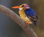 African Pygmy Kingfisher
