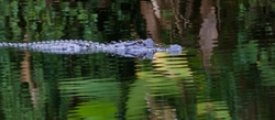 Aligators _0058