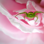 Step into my Parlour ...'