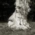 Tree Trunk
