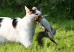 519 Cat and Squirrel