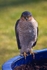 Sparrowhawk in Garden No 2