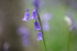 Bluebells   _ WOOD_004
