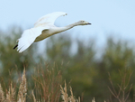 Whooper Swan (juvenile) on landing approach at Otmoor