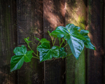 This Year's Ivy