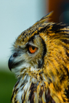 tawny owl Strix aluco-6876
