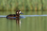 Scaup (female), Lake Myvatn, Iceland