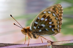 Dark Green Fritillary