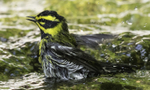 Townsend's Warbler