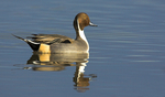 Northern Pintail