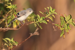 Blue-grey Gnatcatcher portfolio