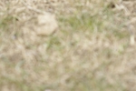 BVHT 140517 N-251