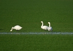 Bewick's Swan