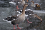Greylag Goose