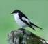 Pied Flycatcher