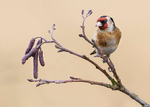 Goldfinch