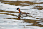 Red-necked Phalarope