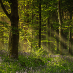 Bluebell Spotlights