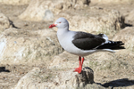 Dolphin Gull portfolio