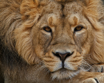 African Lion