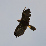 Marsh Harrier (female) flying in front of the second screen at Otmoor